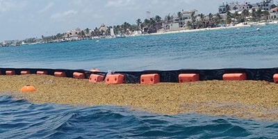 Sargassum deniz yosunu kontrol bariyeri