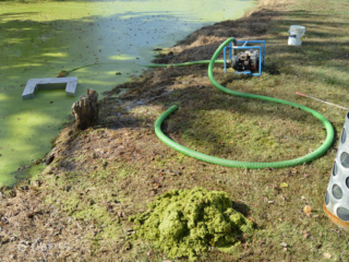 Duckweed removal skimmer
