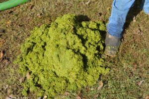 Duckweed removed from water