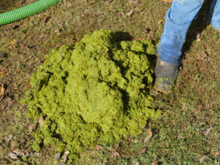 Duckweed removed from water