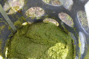 Skimmer for duckweed