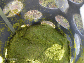 Skimmer for duckweed