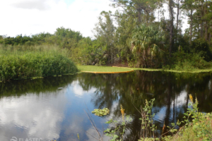 Elastec Super Stream aquatic plant