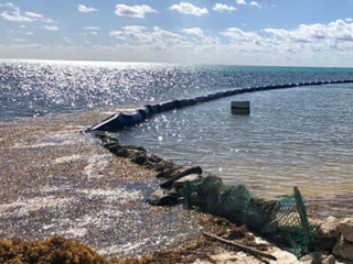 Aquatic plant and Sargassum barrier