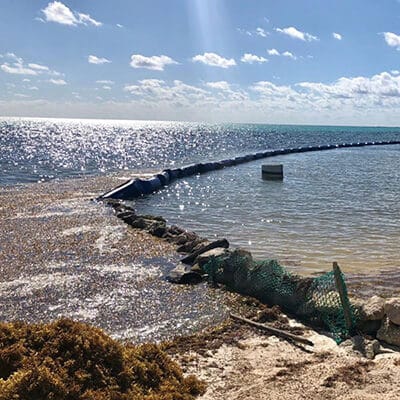 Wasserpflanzen- und Sargassum-Barriere