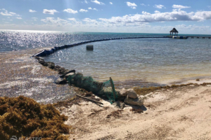 Barreira de sargassum de praia Bouncer em Belize