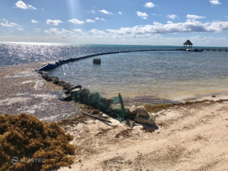Beach Bouncer sargassum barrier in Belize