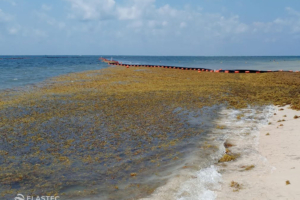 Floating seaweed barrier