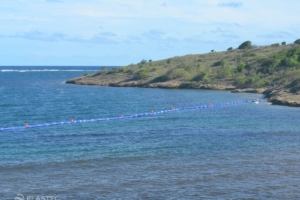 Bariera wodorostów Sargassum