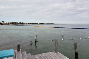 Seaweed control barrier