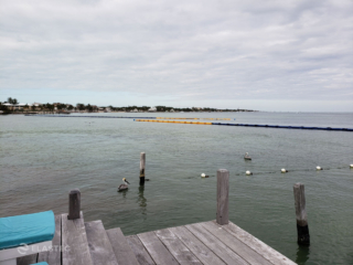 Seaweed control barrier