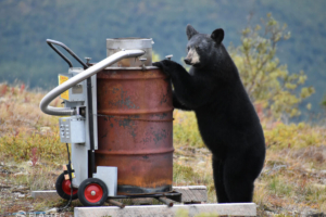 Urso bebê com incinerador de acampamento