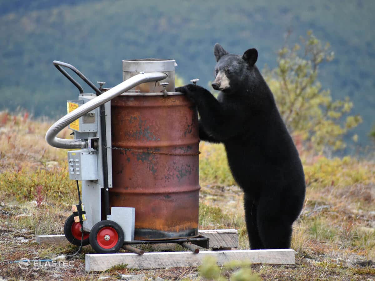 Baby bear with camp incinerator