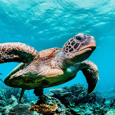 水生野生生物