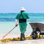 Ręczne usuwanie wodorostów Sargassum na plaży