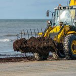 Mechanical seaweed removal on beach