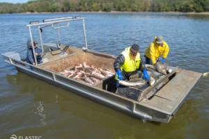 Asian Carp work boat