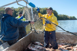 Commercial fishing boat for Asian Carp