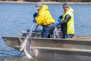 Pêcheurs de carpes asiatiques