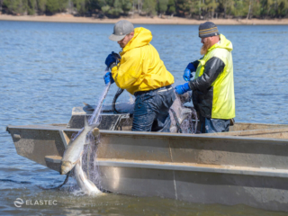 Fishermen with Asian Carp