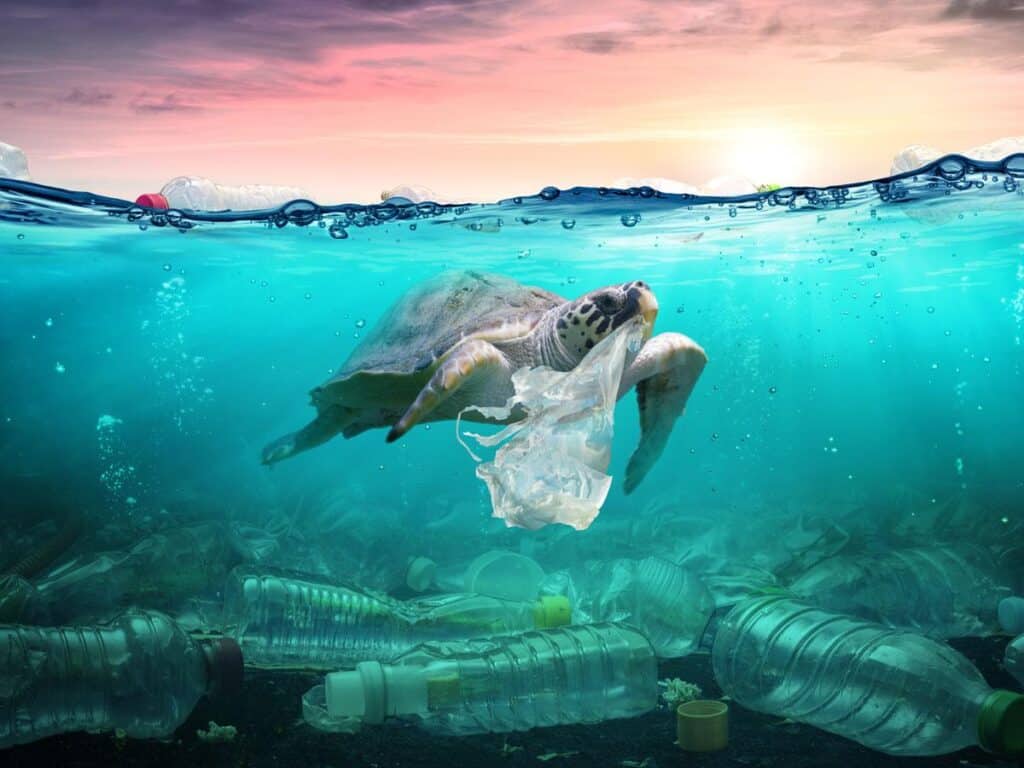 How plastic waste affects marine life
