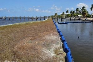 Seaweed control barrier in water